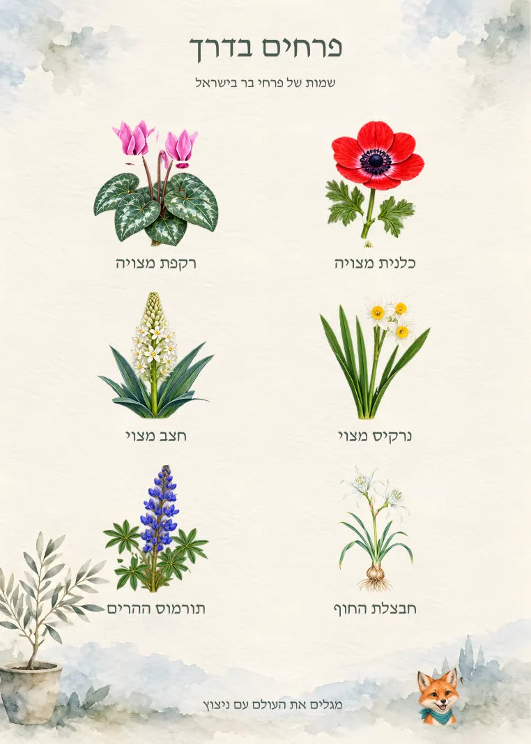 האיור המלא — עותק תצוגה מוקטן