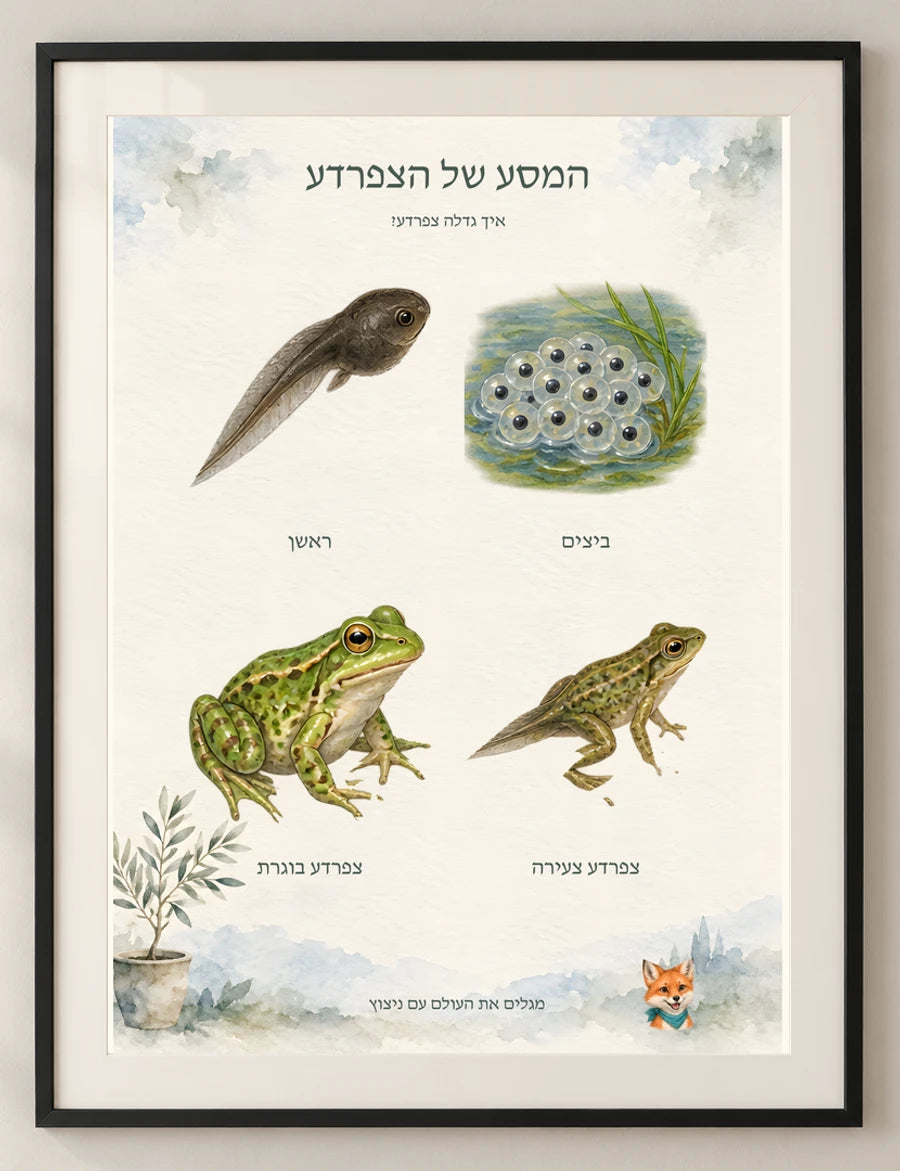 המסע של הצפרדע — detail — minimal-room-v3